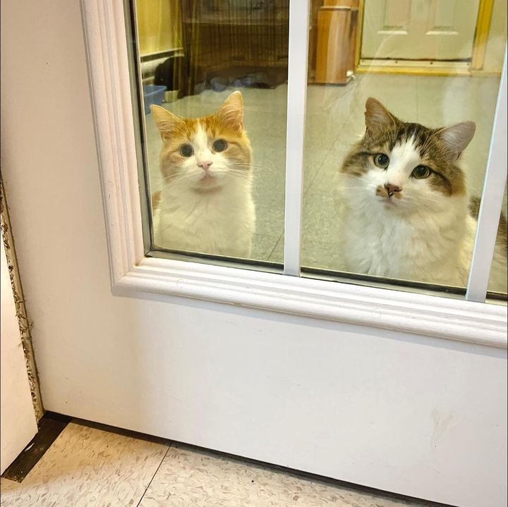 shelter cats brothers